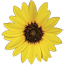 [logo: Sunflower Kansas Heritage Group]